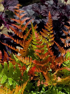 DRYOPTERIS erythrosora Brilliance